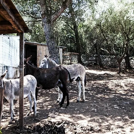 Il Grillo Dalle Ali Turkesi 3*